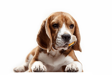 Image showing Front view of cute beagle dog sitting, isolated on a white background