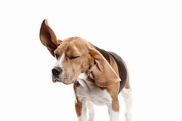 Image showing Front view of cute beagle dog sitting, isolated on a white background