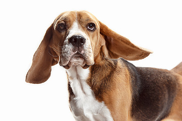 Image showing Front view of cute beagle dog sitting, isolated on a white background