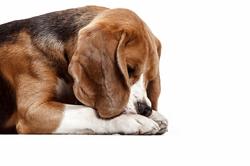 Image showing Front view of cute beagle dog sitting, isolated on a white background