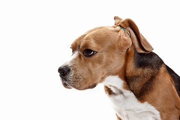 Image showing Front view of cute beagle dog sitting, isolated on a white background