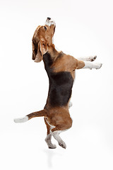 Image showing Front view of cute beagle dog isolated on a white background