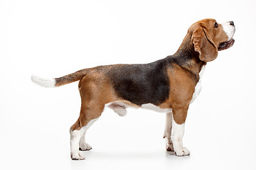 Image showing Front view of cute beagle dog sitting, isolated on a white background