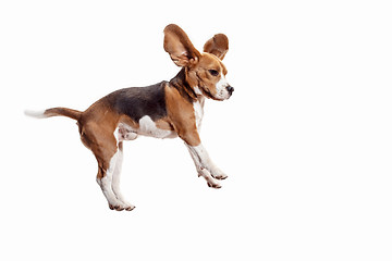 Image showing Front view of cute beagle dog isolated on a white background