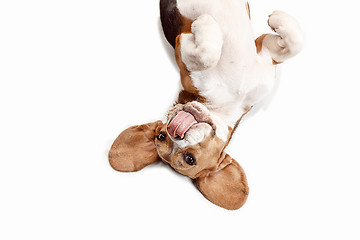 Image showing Front view of cute beagle dog sitting, isolated on a white background