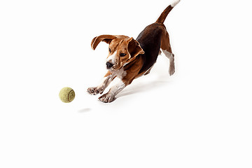 Image showing Front view of cute beagle dog with ball isolated on a white background