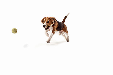 Image showing Front view of cute beagle dog with ball isolated on a white background