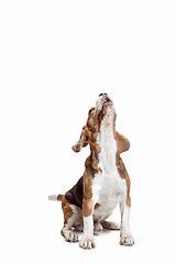 Image showing Front view of cute beagle dog isolated on a white background