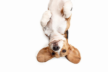 Image showing Front view of cute beagle dog sitting, isolated on a white background