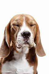 Image showing Front view of cute beagle dog sitting, isolated on a white background