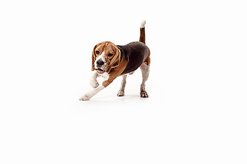 Image showing Front view of cute beagle dog sitting, isolated on a white background