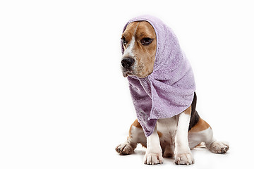 Image showing Front view of cute beagle dog sitting, isolated on a white background