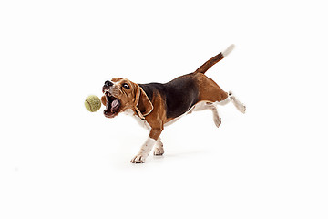 Image showing Front view of cute beagle dog with ball isolated on a white background