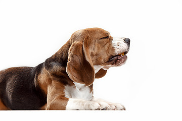 Image showing Front view of cute beagle dog sitting, isolated on a white background