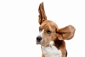 Image showing Front view of cute beagle dog sitting, isolated on a white background