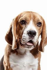 Image showing Front view of cute beagle dog sitting, isolated on a white background