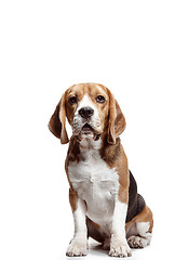 Image showing Front view of cute beagle dog sitting, isolated on a white background