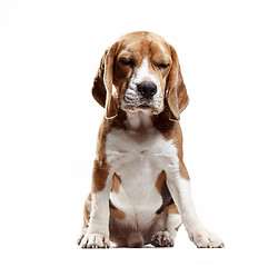 Image showing Front view of cute beagle dog sitting, isolated on a white background