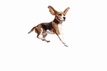 Image showing Front view of cute beagle dog isolated on a white background