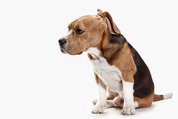 Image showing Front view of cute beagle dog sitting, isolated on a white background