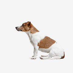 Image showing Jack Russell Terrier, isolated on white