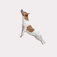 Image showing Jack Russell Terrier, isolated on white