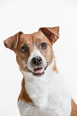 Image showing Jack Russell Terrier, isolated on white