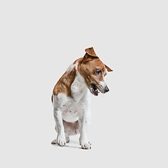 Image showing Jack Russell Terrier, isolated on white