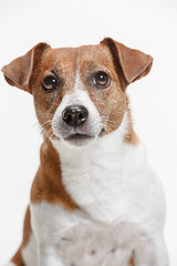 Image showing Jack Russell Terrier, isolated on white