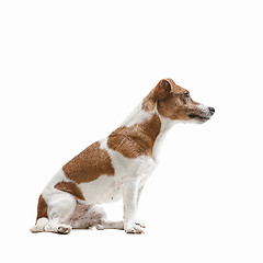 Image showing Jack Russell Terrier, isolated on white