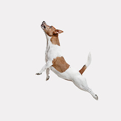 Image showing Jack Russell Terrier, isolated on white