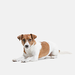 Image showing Jack Russell Terrier, isolated on white