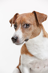 Image showing Jack Russell Terrier, isolated on white