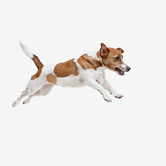 Image showing Jack Russell Terrier, isolated on white