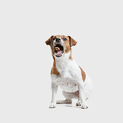 Image showing Jack Russell Terrier, isolated on white