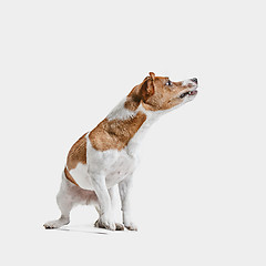 Image showing Jack Russell Terrier, isolated on white