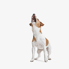 Image showing Jack Russell Terrier, isolated on white