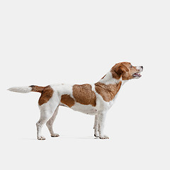 Image showing Jack Russell Terrier, isolated on white