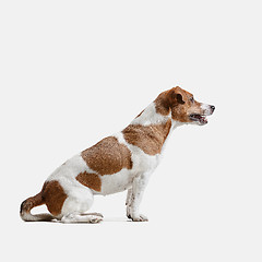 Image showing Jack Russell Terrier, isolated on white