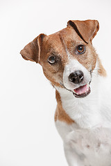 Image showing Jack Russell Terrier, isolated on white