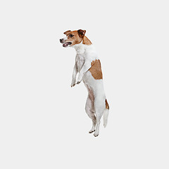 Image showing Jack Russell Terrier, isolated on white