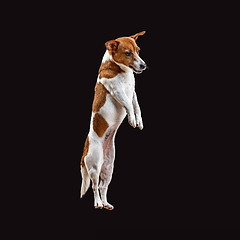 Image showing Jack Russell Terrier, isolated on black