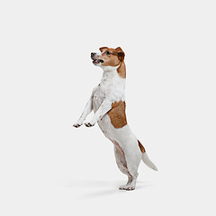 Image showing Jack Russell Terrier, isolated on white