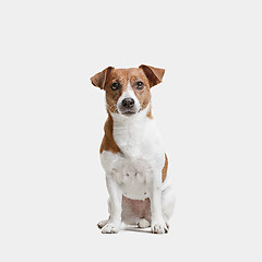 Image showing Jack Russell Terrier, isolated on white