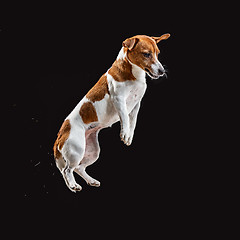 Image showing Jack Russell Terrier, isolated on black