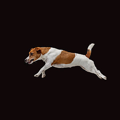 Image showing Jack Russell Terrier, isolated on black