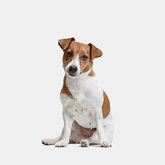 Image showing Jack Russell Terrier, isolated on white