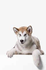 Image showing Husky malamute puppy lying, panting, isolated on white