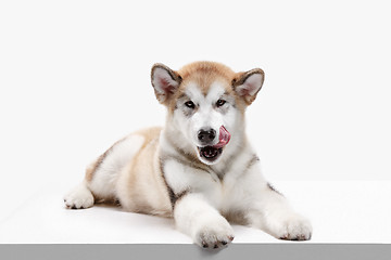 Image showing Husky malamute puppy lying, panting, isolated on white