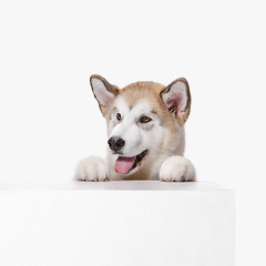 Image showing Husky malamute puppy lying, panting, isolated on white